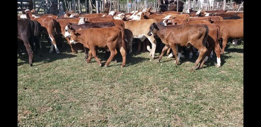 Lote 85 Terneros/as en Villaguay, Entre Ríos