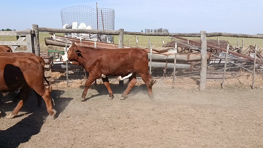 Lote 46 Novillitos Braford en Videla, Santa Fe
