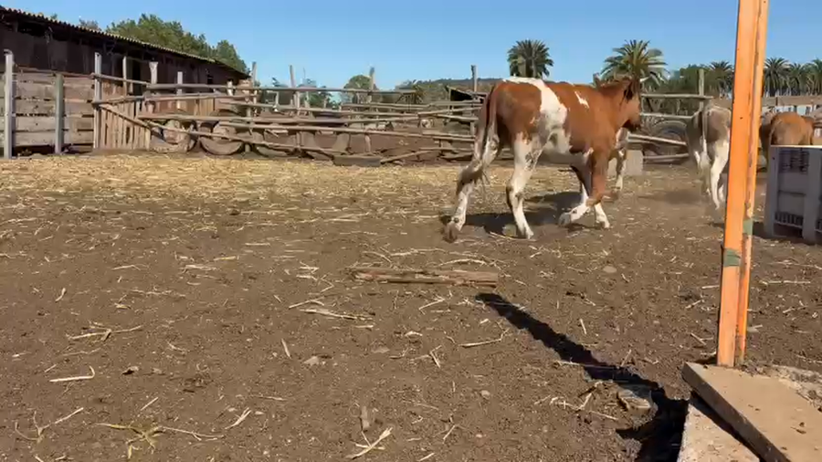 Lote 20 Novillo Engorda en Melipilla, Región Metropolitana