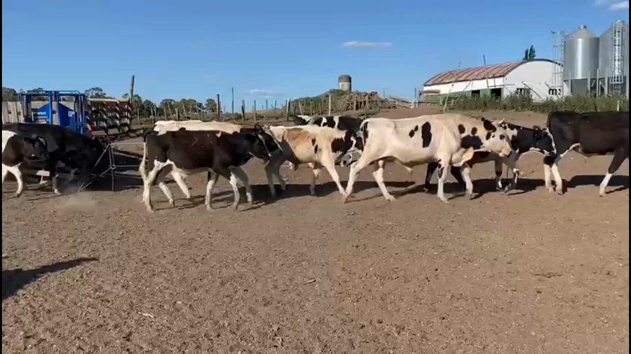 Lote 70 Terneros Holando en San José