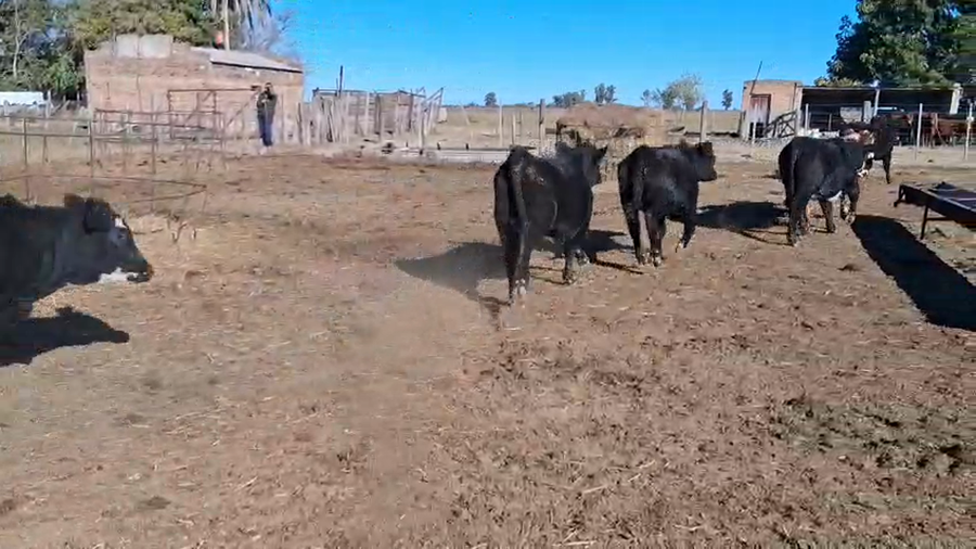 Lote 25 Terneras Aberdeen angus y Braford en La Mora,  Santa Fe