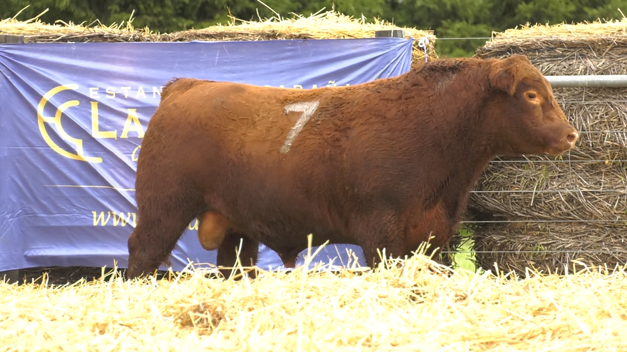 Lote TOROS ANGUS PURO CONTROLADO