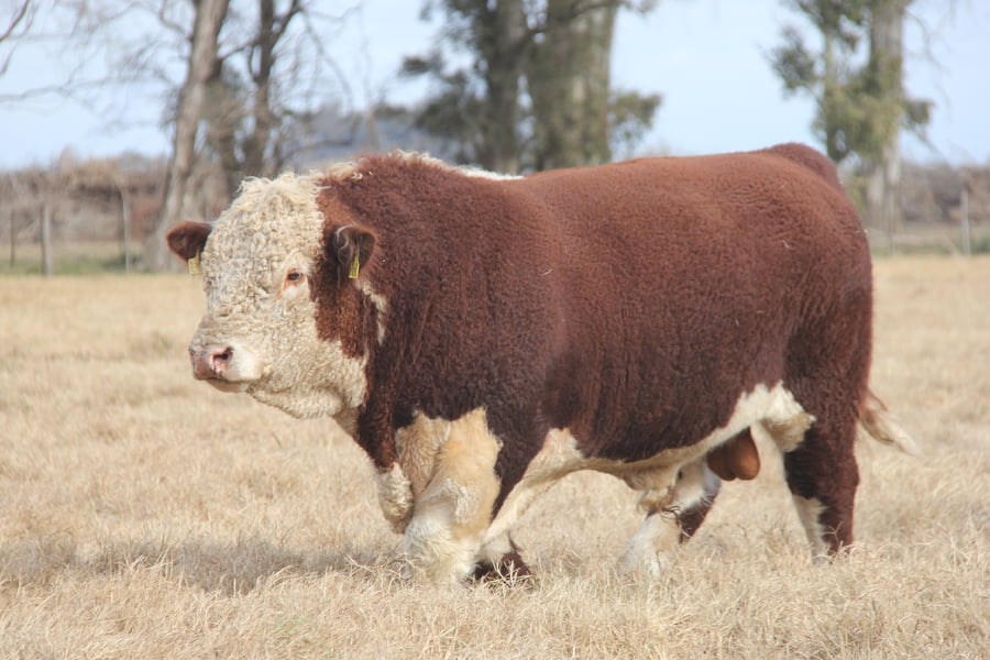 Lote "CHESTER" JOTABE X5011 BAILARIN 154-T/E-