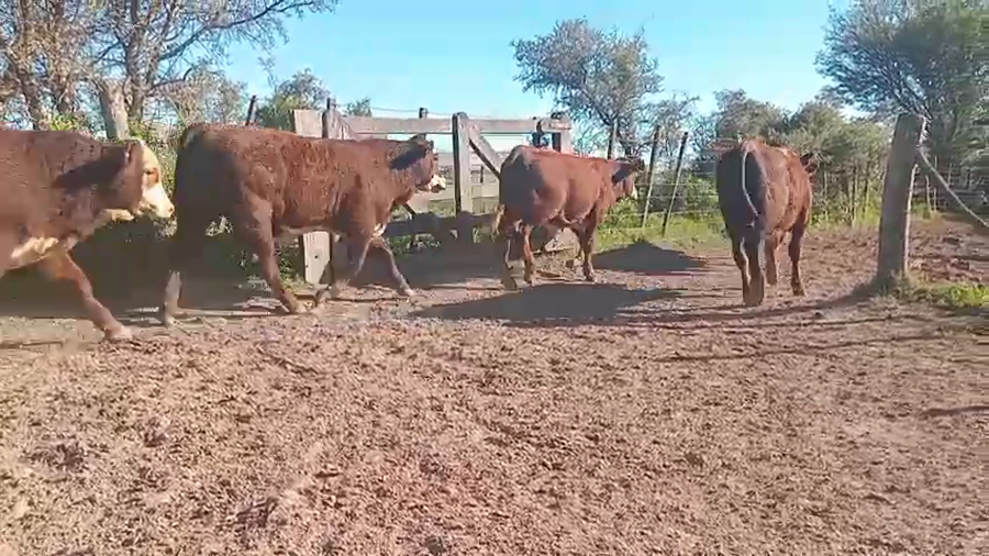 Lote 60 Terneros en Santa Fe, Capivara