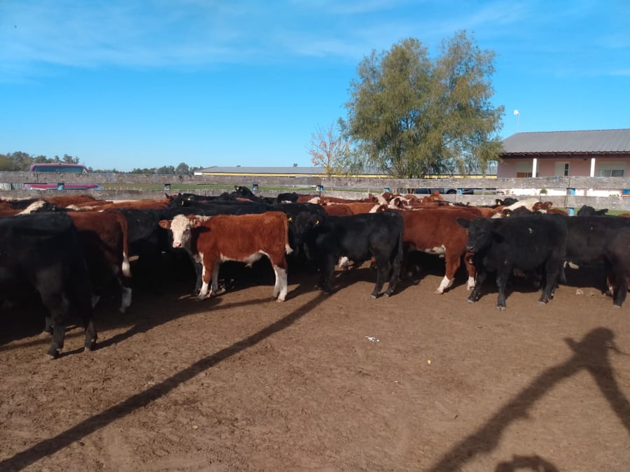 Lote SAENZ VALIENTE, BULLRICH Y Cia. S.A.