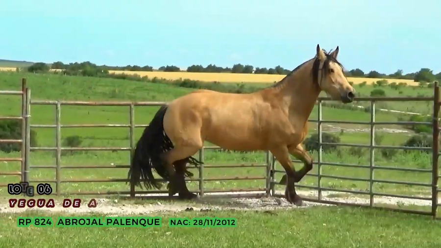 Lote Abrojal Palenque