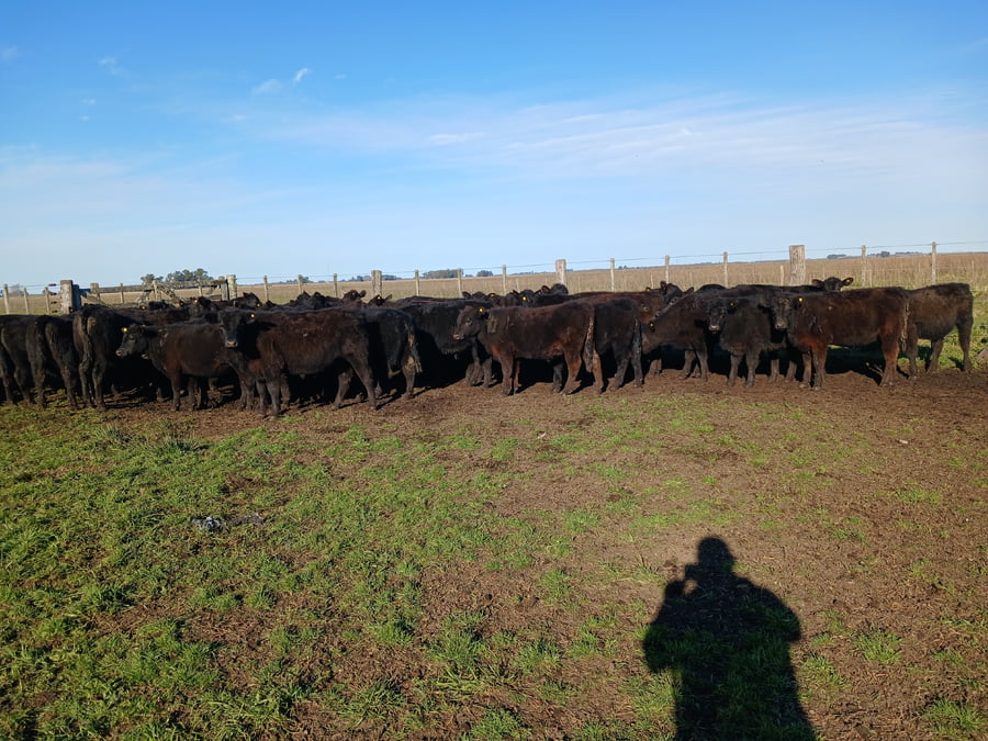 Lote 60 Terneros EN RAUCH