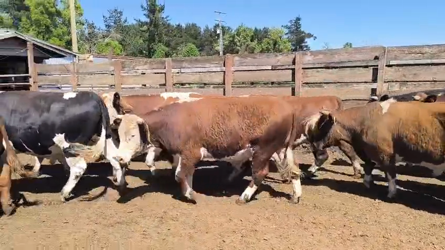 Lote 20 Novillo Gordo en Los Ángeles, VIII Región Biobío