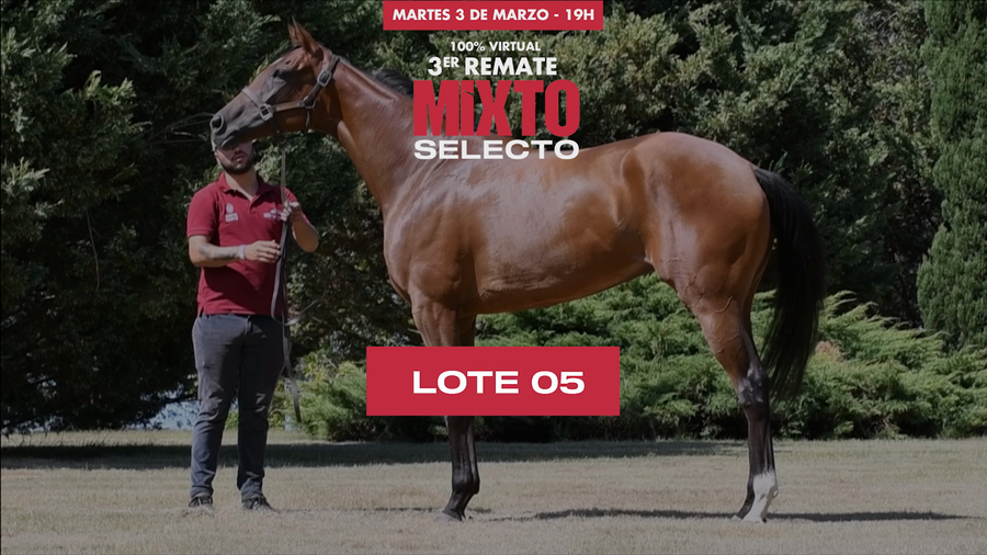 Lote STRACCIATELLA (BRZ)