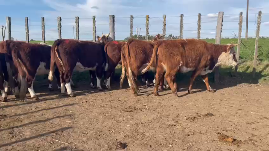 Lote 12 Vaquillonas  britanica a remate en 4to remate ENTRE MARTILLOS 380kg -  en san ramon