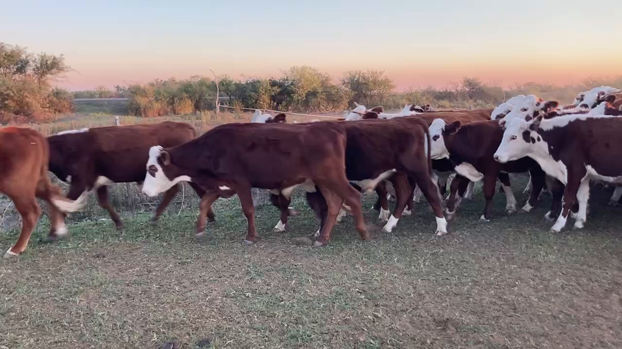 Lote 50 Novillitos en Esquina, Corrientes
