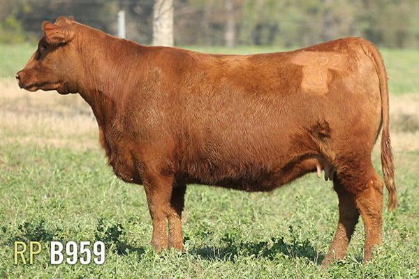 Lote 4 VAQUILLONAS PREÑADAS PURAS DE PEDIGREE