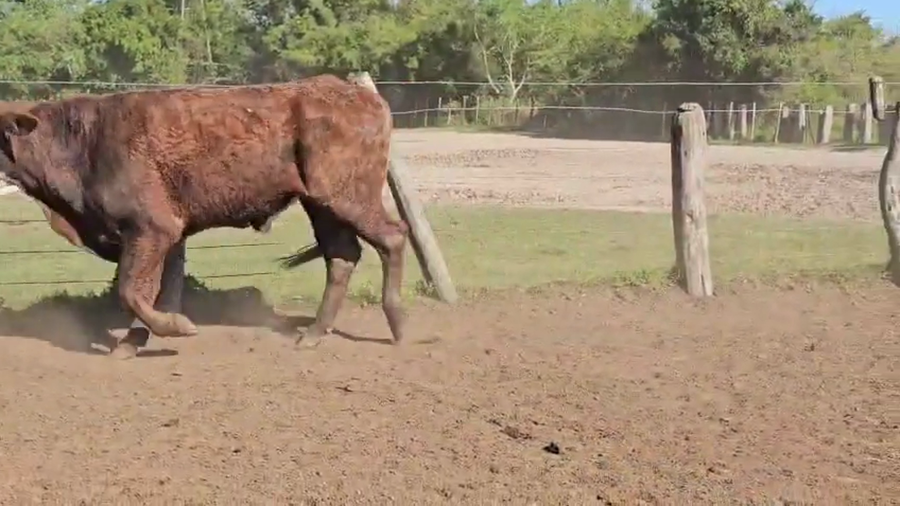 Lote 70 Novillos en Corrientes, Mercedes