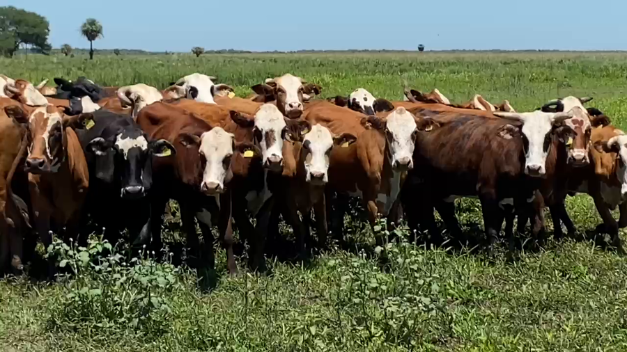 Lote 60 Vacas nuevas Preñadas en Formosa, Formosa