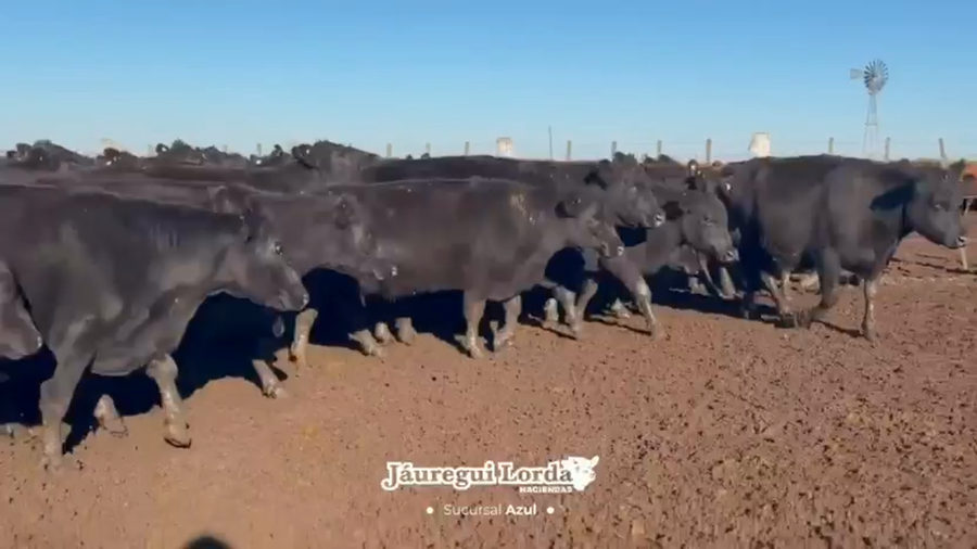Lote 200 Vacas medio uso C/ gtia de preñez