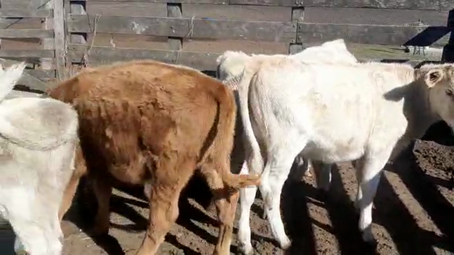 Lote 12 Terneros/as (7H - 5M)