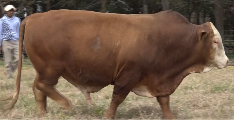 Lote TOROS(CORRAL 29)BRAFORD "CABAÑA DON CARLIN"