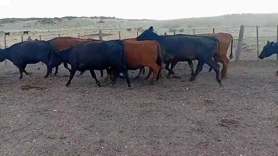 Lote 35 Vacas de invernar en Coronel Rosales