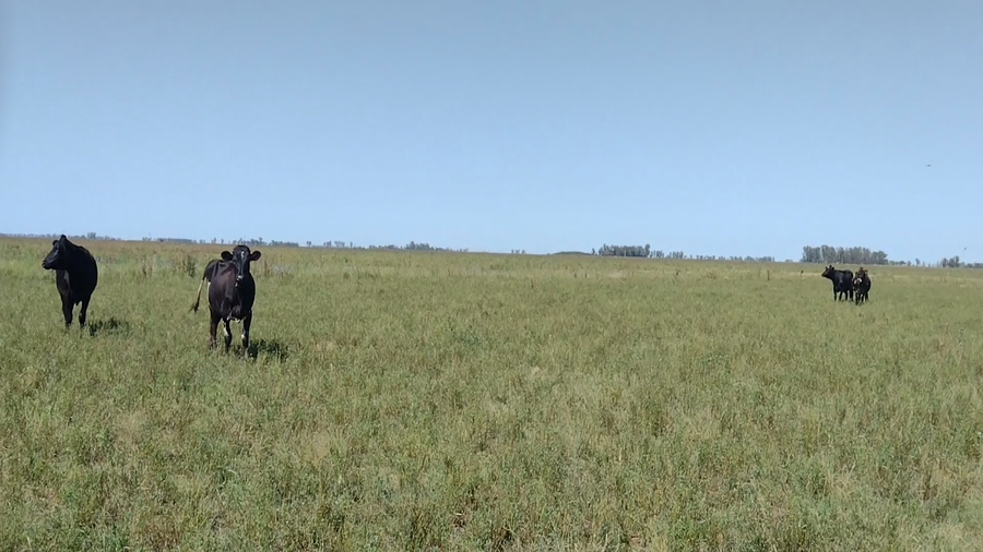 Lote 90 Novillitos en Gral. Villegas, Buenos Aires