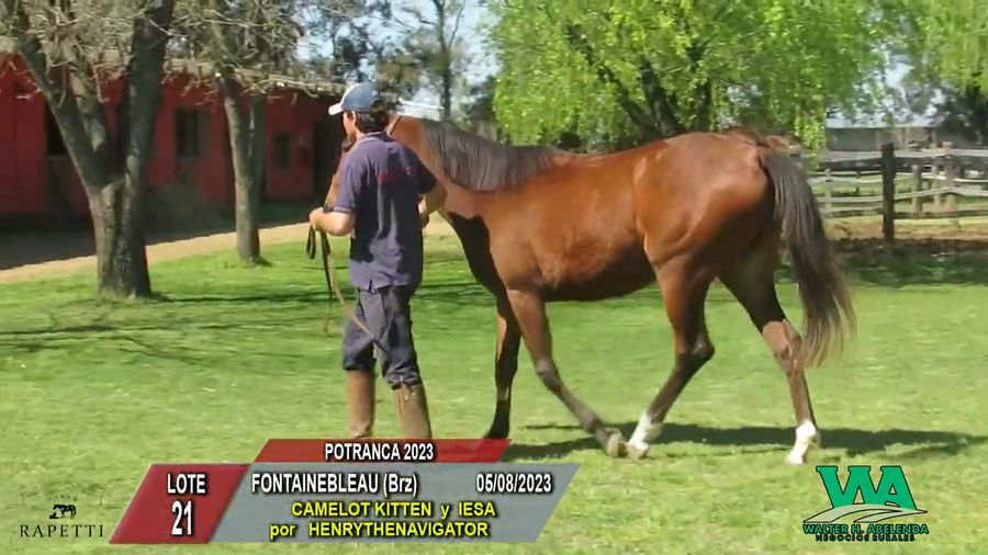 Lote FONTAINEBLEAU (Brz)