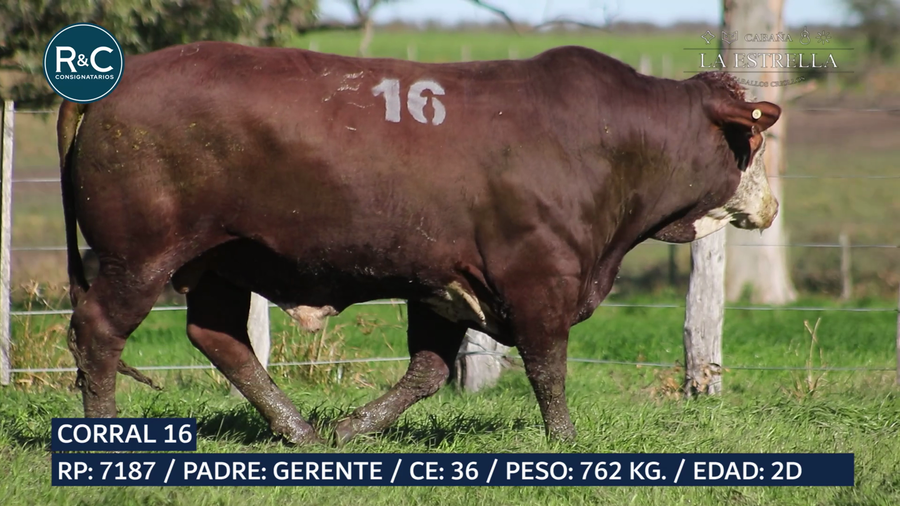 Lote Toro Braford