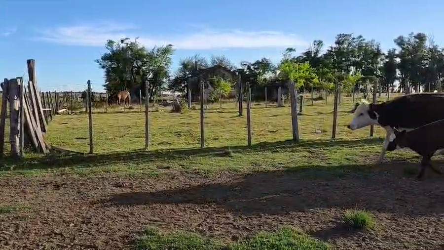 Lote 28 Piezas de cría