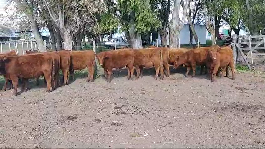 Lote 15 Terneros en Brandsen, Buenos Aires