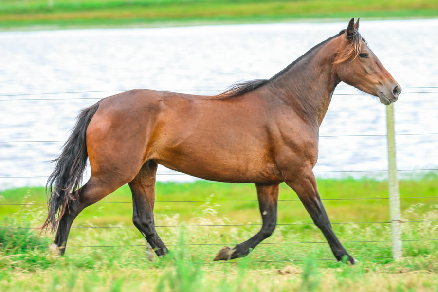 Lote CATANDUVA CASSANDRA