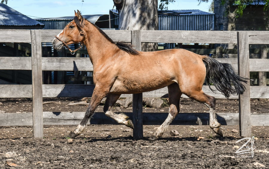 Lote Afinada Ñaquiñá
