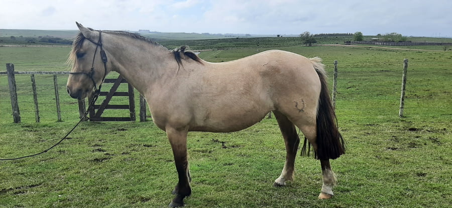 Lote Guerrera La California (RP 364) - Cabaña La California