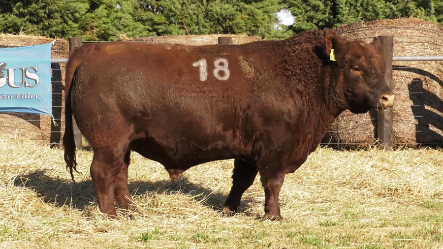 Lote TOROS ANGUS PURO CONTROLADO