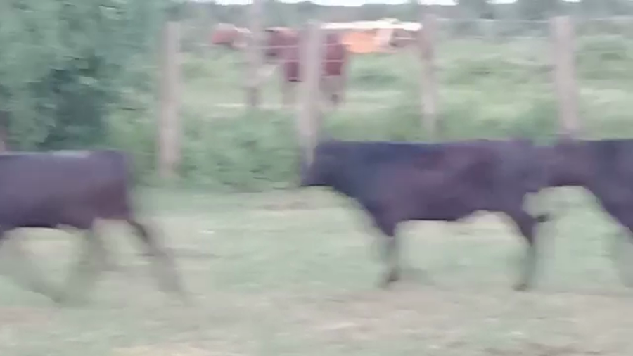 Lote 70 Terneros/as en Santa Fe, Tostado