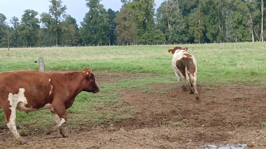 Lote 51 Novillo Engorda en Frutillar, X Región Los Lagos