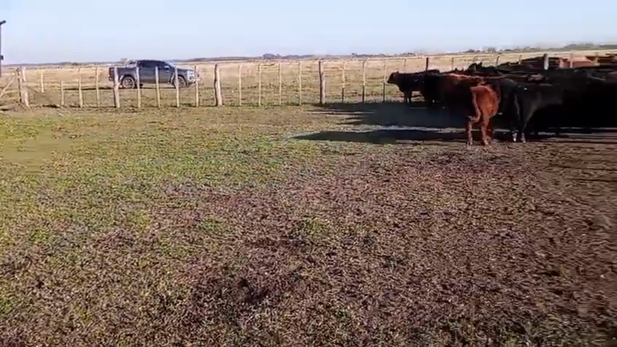 Lote 100 Terneros en 25 de Mayo, Buenos Aires