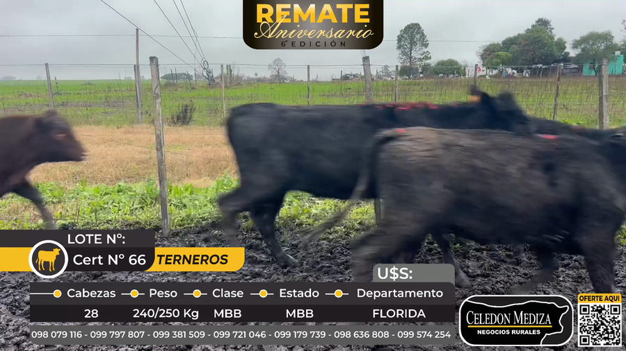 Lote 28 Terneras en Florida