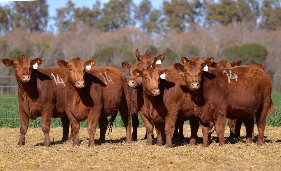 Lote VAQUILLONA ANGUS PC PRIMAVERA