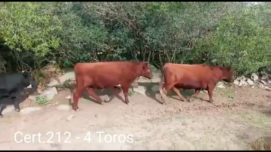 Lote TOROS