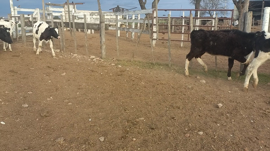 Lote 30 Terneros Holando Argentino en Villa Conc. del Tío, Córdoba
