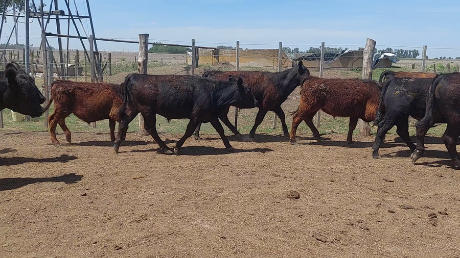 Lote 15 Terneros en Suipacha, Buenos Aires