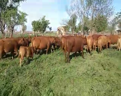 Lote 28 Vacas usadas preñadas en Buenos Aires, Pehuajó