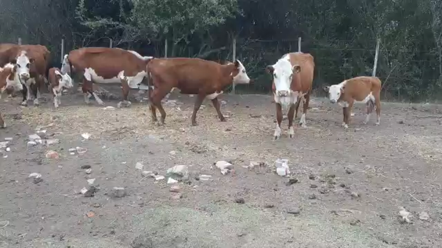 Lote 34 Piezas de cría a remate en Pantalla Camy - Liquidación de Estancia en Ruta 23 Km 122