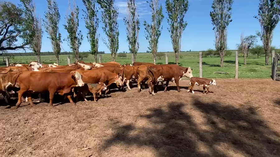 Lote 35 Vacas nuevas C/ cria en Esquina, Corrientes