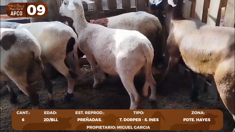 Lote LOTE 9 -POR PANTALLA