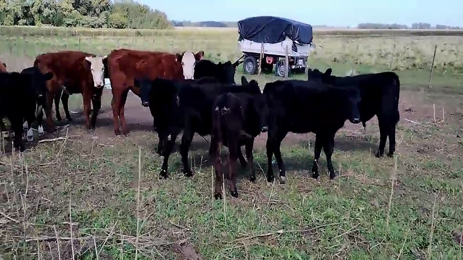 Lote 19 Terneros/as EN OLAVARRIA