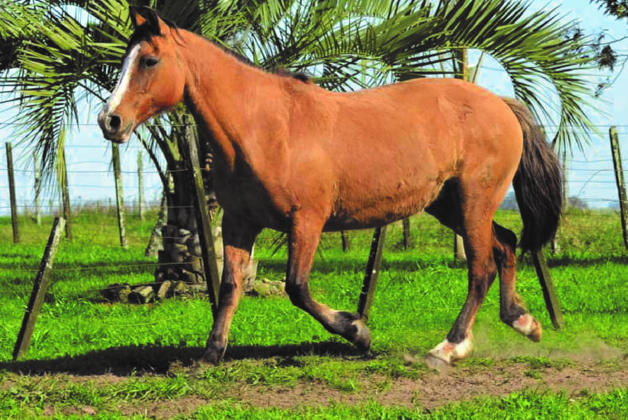 Lote RP 09 - GATA NEGRA DE LOS CARDOS