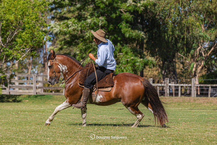 Lote MI PATRON DE LA COLINA