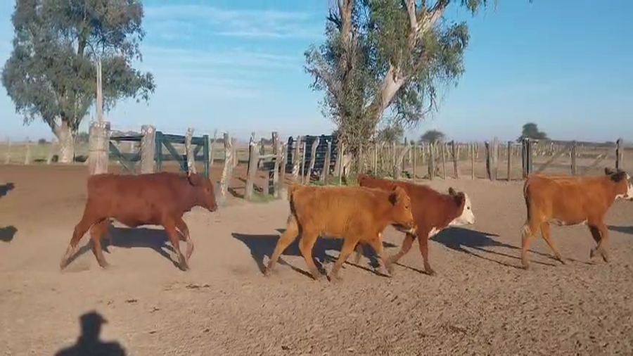 Lote 260 Terneras en Corrientes, Paso de Los Libres
