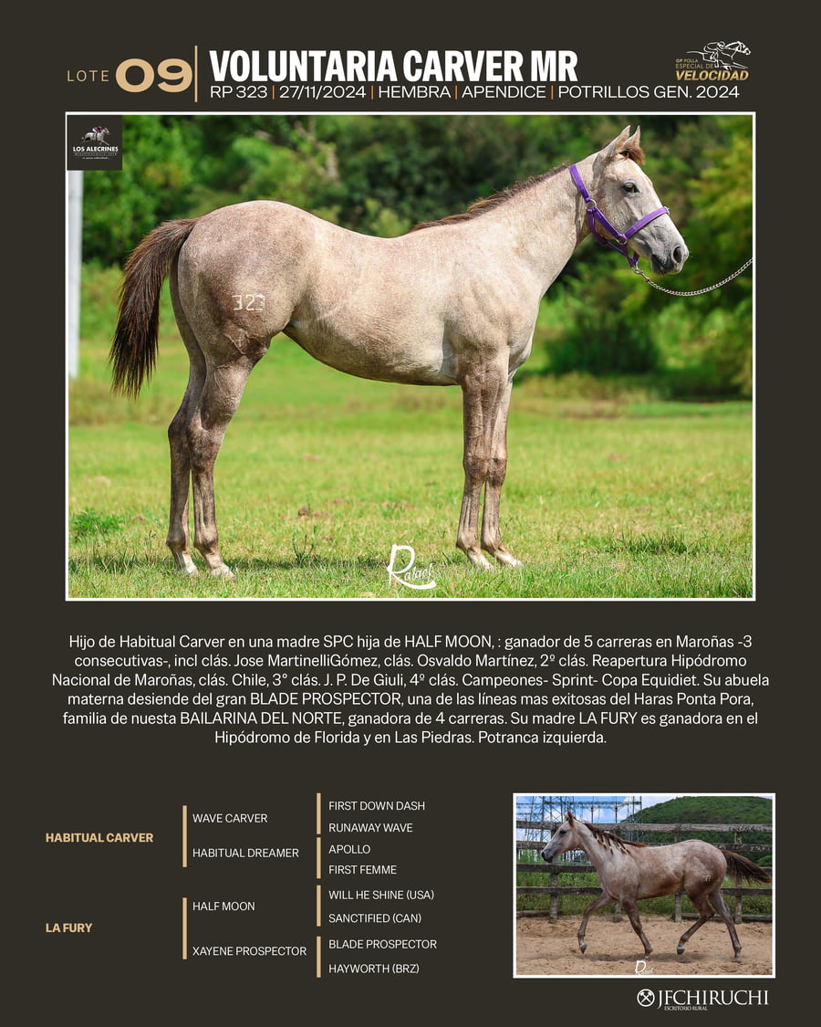 Lote VOLUNTARIA CARVER MR