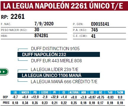 Lote TOROS ANGUS PURO DE PEDIGREE
