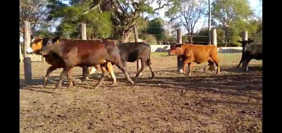 Lote 100 Terneras en Misión San Fco., Formosa